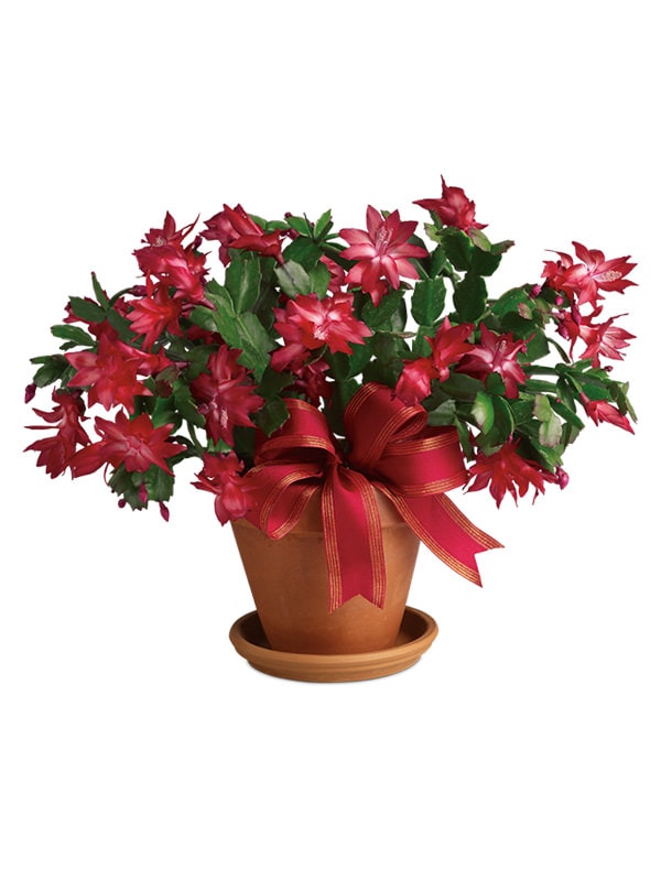 Christmas Cactus